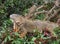 Costa Rica green Iguanas. Iguana iguana.