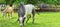 Costa Rica, horse and bull in the corral of a ranch