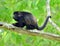 Costa rica howler monkey,black chimpanzee gorilla