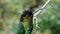 Costa Rica Hummingbird, Fiery Throated Hummingbird (panterpe insignis) Bird Close Up Portrait Macro