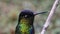 Costa Rica Hummingbird, Fiery Throated Hummingbird (panterpe insignis) Bird Close Up Portrait Macro