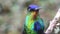 Costa Rica Hummingbird, Fiery Throated Hummingbird (panterpe insignis) Bird Close Up Portrait Macro