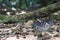 Costa Rica Jumping Viper on the jungle floor hidden by log
