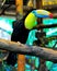 Costa Rica Keel-Billed Toucan