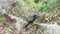 Costa Rica Lesser Violetear Hummingbird (colibri cyanotus), Bird Flying Landing on Branch and Taking