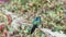 Costa Rica Lesser Violetear Hummingbird (colibri cyanotus) Close Up Portrait of Flying Bird Landing