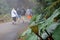 Costa Rica, Poas Volcano. Tourists go in a fog to the crater of the volcano.