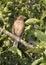 Costa Rica`s national bird, gray-brown thrush