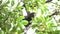Costa Rica Sloth in Rainforest, Climbing a Tree, Brown Throated Three Toed Sloth (bradypus variegatu
