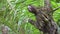 Costa Rica Sloth in Rainforest, Climbing a Tree, Brown Throated Three Toed Sloth (bradypus variegatu