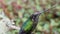 Costa Rica Talamanca Hummingbird (eugenes spectabilis) Close Up Portrait of Flying Bird Landing on B