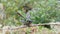 Costa Rica Talamanca Hummingbird (eugenes spectabilis) Close Up Portrait of Flying Bird Landing on B