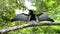 Costa Rica Wildlife, Anhinga Bird (Anhinga Anhinga) in Rainforest, Drying its Wings and Sitting Perc