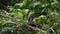 Costa Rica Wildlife Bare Throated Tiger Heron (tigrisoma mexicanum) Fishing in a River Catching Fish