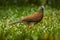 Costa Rica wildlife. Chachalaca, Grey-headed chachalaca, Ortalis cinereiceps, exotic tropical bird, forest nature habitat, Costa