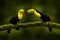 Costa Rica wildlife. Toucan sitting on the branch in the forest, green vegetation. Nature travel holiday in central America. Keel-