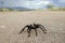 A Costa Rican, also known as Desert, Tarantula