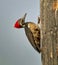 Costa Rican Lineated Woodpecker