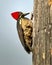 Costa Rican Lineated Woodpecker