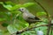 Costa Rican Palm Tanager