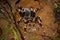 Costa Rican Redleg Tarantula in its burrow in Monteverde Cloud Forest