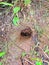 Costa Rican Redleg Tarantula in its burrow in Monteverde Cloud Forest