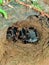 Costa Rican Redleg Tarantula in its burrow in Monteverde Cloud Forest