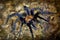 Costa Rican Suntiger Tarantula - Davus ruficeps is a species of spiders in the family Theraphosidae tarantulas, formerly