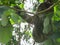 Costa Rican Three-toed Sloth