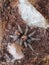 Costa Rican tiger rump tarantula. Aggressive spider species