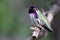 Costa\'s Hummingbird Iridescence