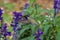 Costa`s hummingbird; purple head, feeding on purple flowers.