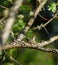 Costa`s hummingbird resting in the nest