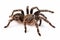 Costarican Zebra Tarantula, also known as the Striped-knee Tarantula Aphonopelma seemanni, this spider inhabits most of western
