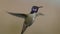 Costas hummingbird flying slowmotion