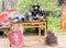 A Costumed Doctor Death sits near a warehouse with armor and shields at the Purim Festival with King Arthur in the city of Jerusal