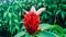Costus barbatus or also known as spiral ginger.