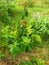 Costus barbatus, also known as spiral ginger.