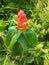Costus barbatus, also known as spiral ginger.