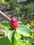 Costus barbatus, also known as spiral ginger, is a perennial plant with a red inflorescence