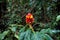Costus barbatus blossom in the Curicancha Reserve