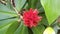 Costus Barbatus Plant