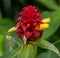 Costus barbatus - spiral ginger flower. Beautiful red and yellow flower.
