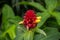 Costus barbatus - spiral ginger flower. Beautiful red and yellow flower.