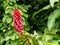 Costus comosus flower in exotic garden Parque Terra Nostra in the town of Furnas on the island of Sao Miguel in the Azores