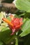 Costus productus or dwarf spiral ginger native with bright red bracts and orange flowers