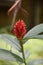 Costus speciousus flower