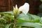 Costus speciousus flower in nature garden