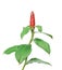 The Costus spicatus, also known as Spiked Spirlaflag Ginger or Indian Head Ginger