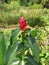 Costus spicatus grows in garden